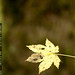 autumn leaf    MG 1783