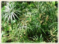 Flowering Cyperus involucratus at Butterfly Farm in Cameron Highlands