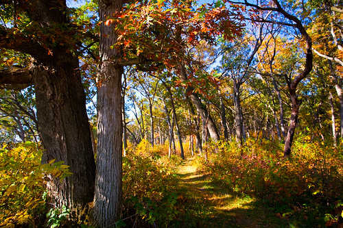 autumn trees usa fall nature leaves wisconsin forest landscape photography photo woods october image path belleville picture trail american northamerica canonef1740mmf4lusm indiansummer 2011 canoneos5d danecounty brooklynwildlifearea lorenzemlicka