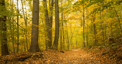 autumn light red orange color green fall beauty leaves yellow season landscape maple oak vermont glow path foliage bark eastcoast abient