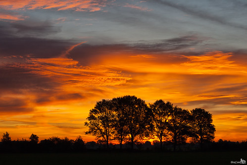 trees netherlands clouds sunrise fire bomen colorful nederland silhouettes wolken noordbrabant vuur wintelre zonsopkomst silhouetten kleurrijke bracom