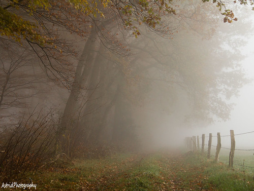 wood autumn trees mist nature netherlands fog landscape veluwe foggyday hulshorst landgoed specland astridphotography hulshorstestate vanmeurswegje