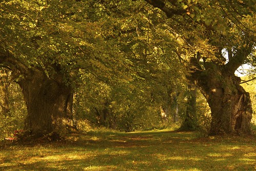 autumn light green nature landscape bavaria raw path treesdiestandingup canoneos550d mothernaturegreenearth