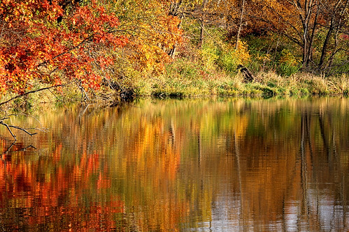 color reflection leaves kansas folliage olathe