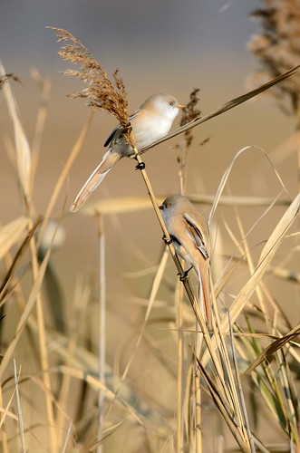 bird female reeds tit bearded beardedreedling passerine panurus biarmicus reedling panurusbiarmicus hortobagy fuzatka trstova