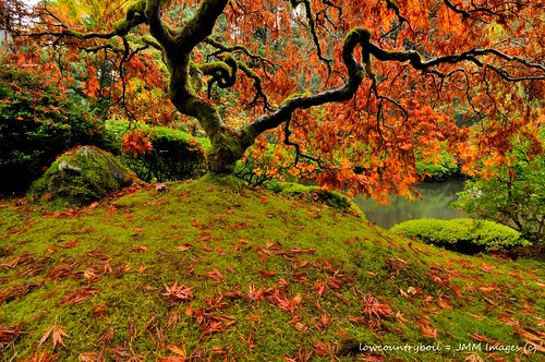 autumn leaves oregon portland japanesegarden moss maple