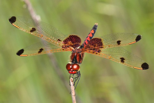 male dragonfly northcarolina richmondcounty calicopennant