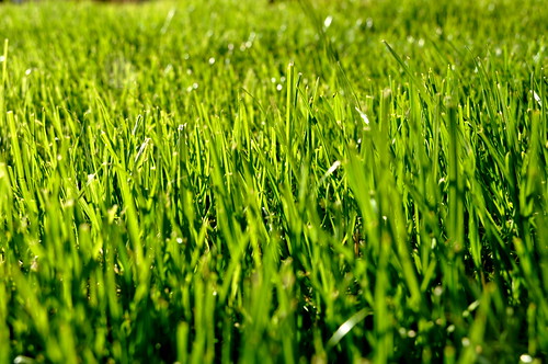 wallpaper macro verde green grass cesped fondodeescritorio pastrana