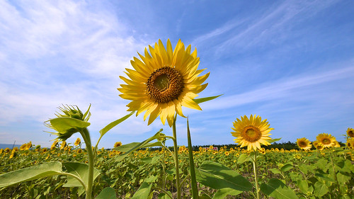 summer flower japan holidays sunflower 日本 夏 東北 akita 秋田 tohoku ひまわり 2011 道の駅 nishime nikaho fotopedia lumixgvario714f40 lifeinjapan20102012 にしめ