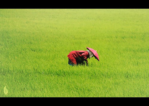 summer food india green field rice paddy farm grain harvest kerala worker farmer alleppey alappuzha benjacob
