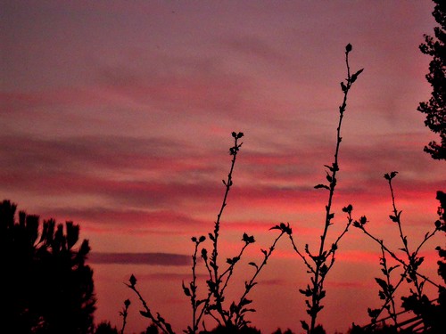 pink sunset backlight clouds contraluz tramonto nuvole rosa nubes contrejour controluce nwn contrallum nikoncoolpixs610
