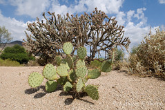 Prickly Pear and Cholla Cactus Boulders Arizona - SOOC