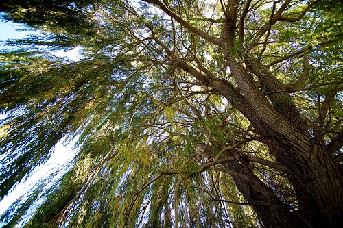 park tree fall michigan detroit willow belleisle uploaded20111026