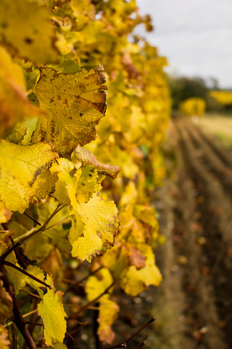 autumn yellow golden vineyard wine land 365 grape project365 canoneos550d cambridgeukphotographer