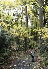 autumn foliage leaf walk in tryon creek state park  … 