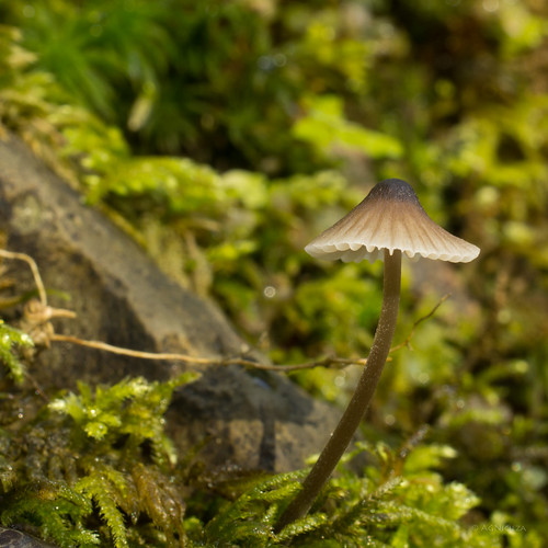 autumn macro mushroom fungi explore mycena valdés sanpedrodeparedes hocesdelesva smcpentaxda35mmf28macrolimited ríoesva pentaxk5