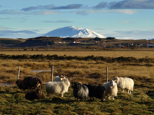 autumn snow fall landscape volcano countryside iceland sheep south agriculture kindur fé hekla suðurland flói sauðfé hraungerðiskirkja landbúnaður hraungerði