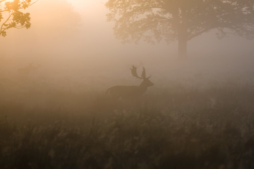 mist silhouette sunrise dawn stag wildlife deer petworth
