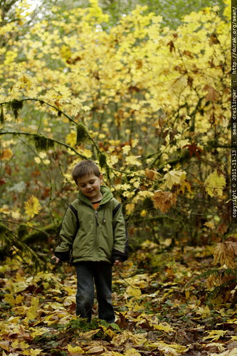 autumn foliage leaf walk in tryon creek state park    MG 1756