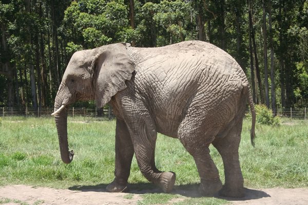 Knysna Elephant Park 6