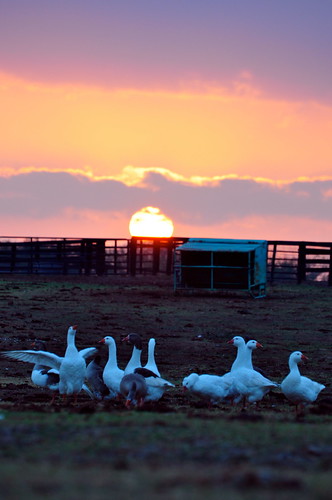 sunset college station landscape geese texas country