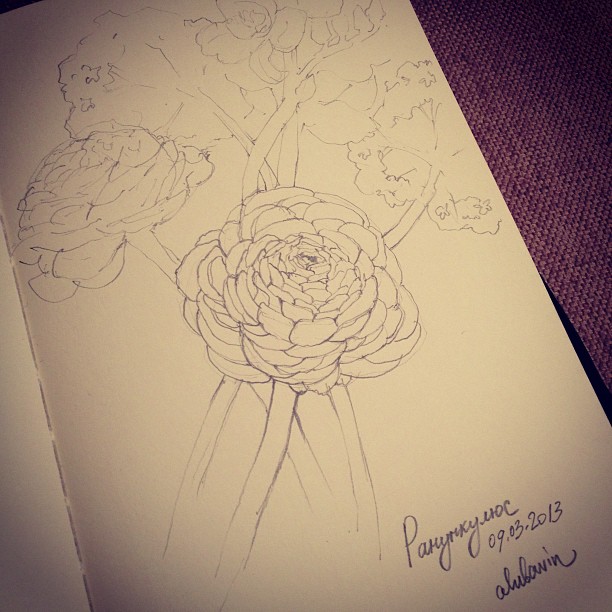 Мы с женой обожаем ранункулюсы, это супер цветы!!! #moleskine #sketch #pencil